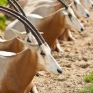oryx