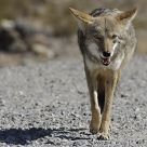 Foxy Cayote Walk