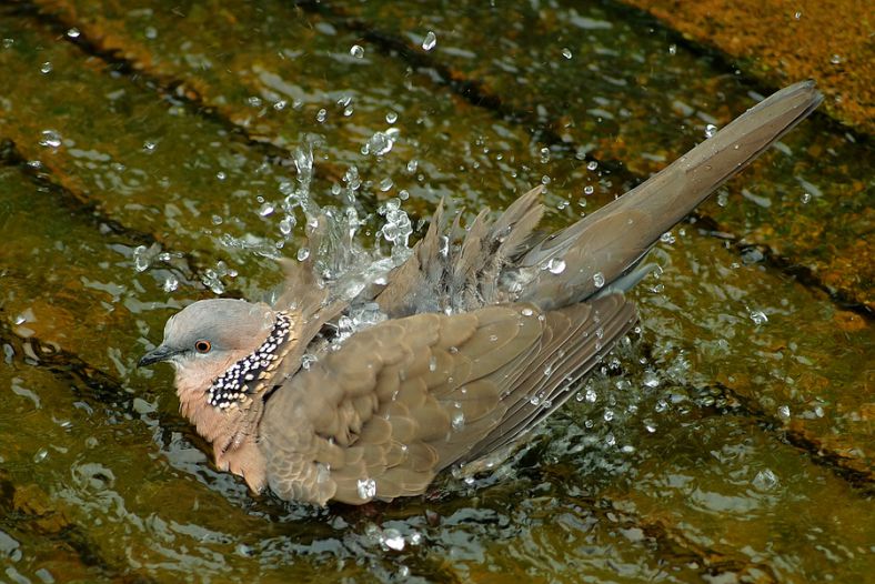 Water Strike