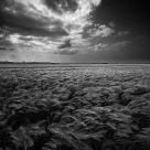 Normandie corn field