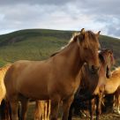Horses of Iceland