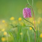 Fritillaria meleagris