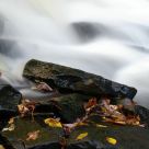 Last of the Fall