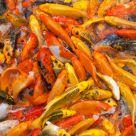 feeding frenzy