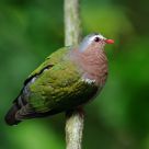 Emerald Dove