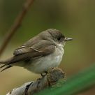 Asian Brown Flycatcher