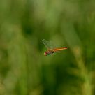 Dragonfly Flight