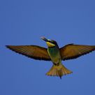 Bee-eater