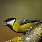 Great Tit