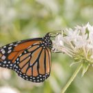 Viceroy Butterfly