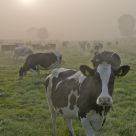 dutch cows at morning mist