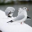White on White