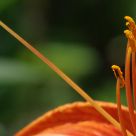 Stamen