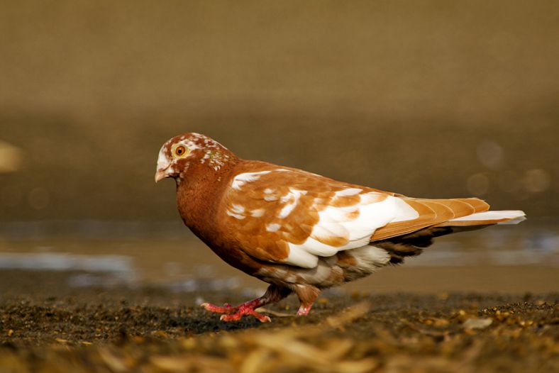 Common Pigeon