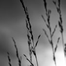 Purple Moor Grass 2