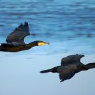 Great Cormorant
