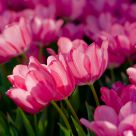 Tulip