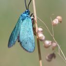 Little Butterfly