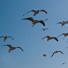 Seagulls