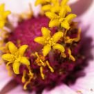Macro