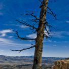 Dead Lone tree