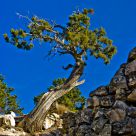 Lone Tree