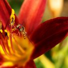 red Â´nÂ´ yellow