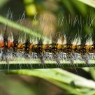 Oruga Venenosa