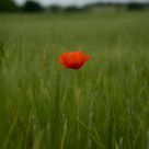 Poppy