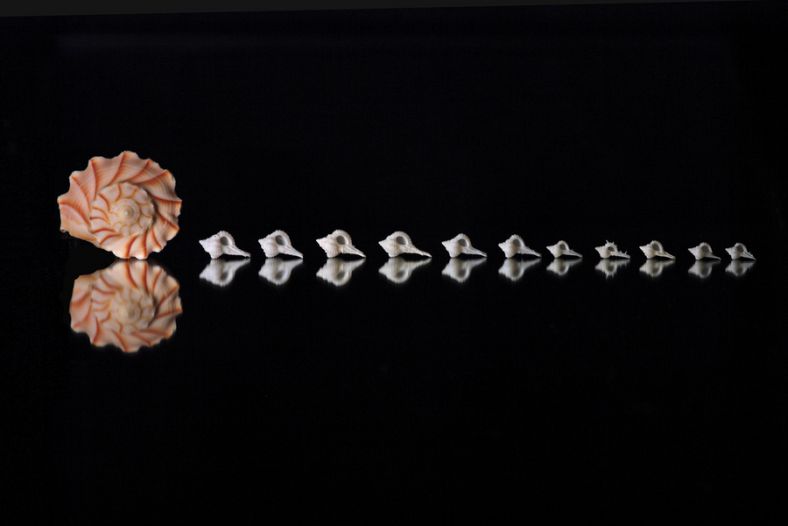 Mirrored Sea Shells