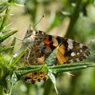 Laying Eggs