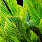 Canna Leaves