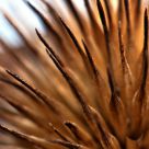 Spiked