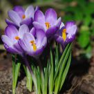 Sunbathing Crocus