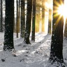 Among the Pines
