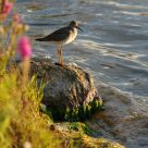 Yellowleg feeding time