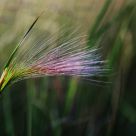 Just a wild plant