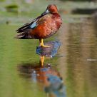 Cinnamon Teal