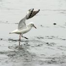 Landing