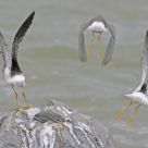 Fying off Yellowlegs