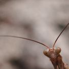 Insect portrait
