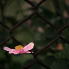 Flower power