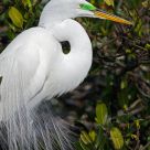 Great White Egret