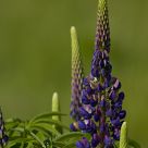 Wildflowers