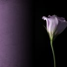 Lisianthus - The Japanese Rose