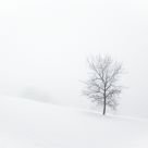 Almost alone
