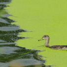 Duckweed Duck