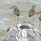 Threesome on a rock