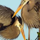 Pair of Great Blue Heron