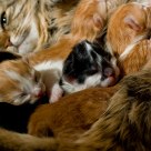 Kittens